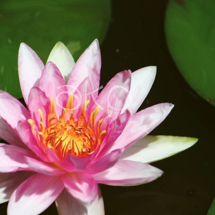 10" x 10" Pink Water Lily Canvas Photo Art