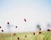 Wildflower Summer Prairie Photography  - 8x12 inch