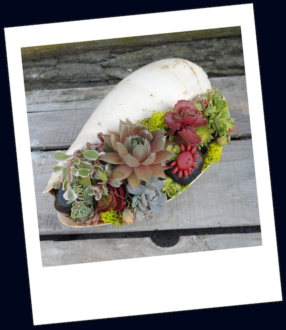 Sea Shell Garden Planter - Sweet Garden Gift ,  Easy to care for, perfect for desk.
