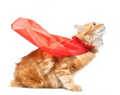 Captain Short Bus the Cat - 11x14 Fine Art Photo Print
