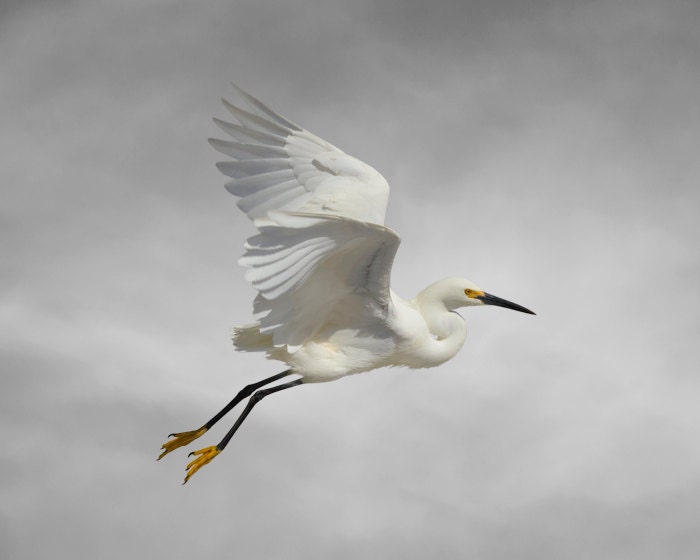 Flow, Snowy Egret, Limited Edition Photography Bird Art Print, 8" x 10", Fine Art Photography