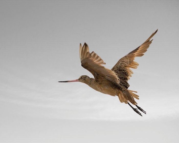 Nature Photography, Limited Edition Photography, Coast, Marbled Godwit, Bird Art Print, FIne Art Photography