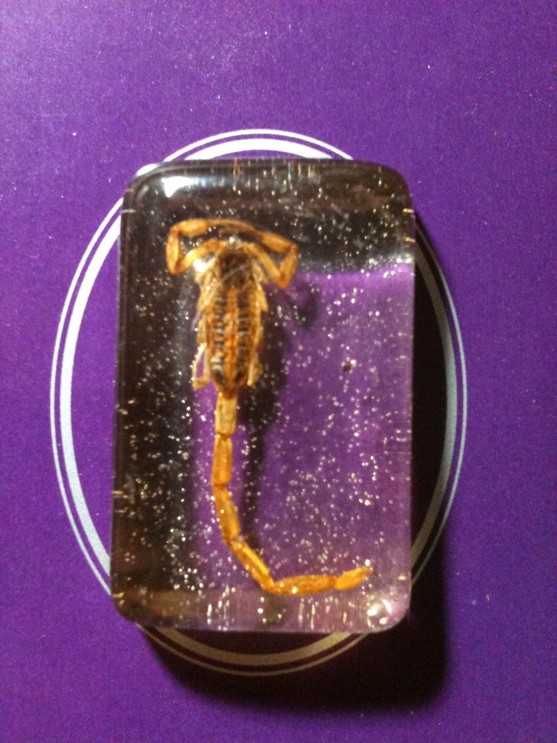 Scorpion Encased in Resin, Powerful Hoodoo, Voodoo, Charm, Magic, Conjure, Protection, Hex, Revenge