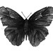 black butterfly watercolor archival print