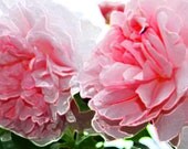 Fine art photograph your choice 8 X 10 fne art photos giclee high-resolution