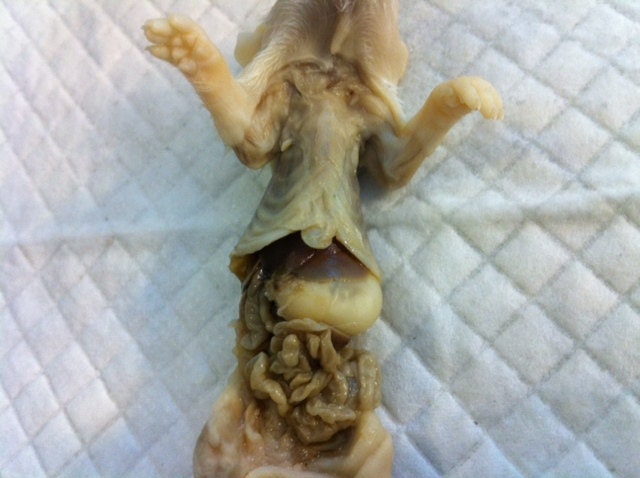 Dissected Baby Rat Wet Specimen, Preserved Specimen