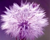 Fine Art Floral Photography - "Dandelion Dreams" 8 x 10 Digital Photo Print, White Fluffy Purple Tinted Seeds, Luminescent Decor Wall Art