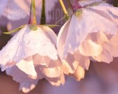 Fine Art Digital Photo "Ballerina Blossoms" - 8 x 12 Print - Spring Blossoms, Rain Drops, Little TuTu Flower wall Art, Cottage Garden Chic