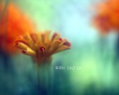 Ethereal Floral 5 x 7 Fine Art Photography - Orange and Gold Marigolds