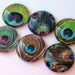 Peacock Feather Magnets - Set of Six Glass Magnets - 1 Inch Domed Glass Circles