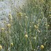 20 Stems Organic Dried Caspedia Billy Balls