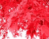 Red Leaves - Wall Art/Woodland/Nature/Home Decor/Spring/Summer - 5 x 7 Print