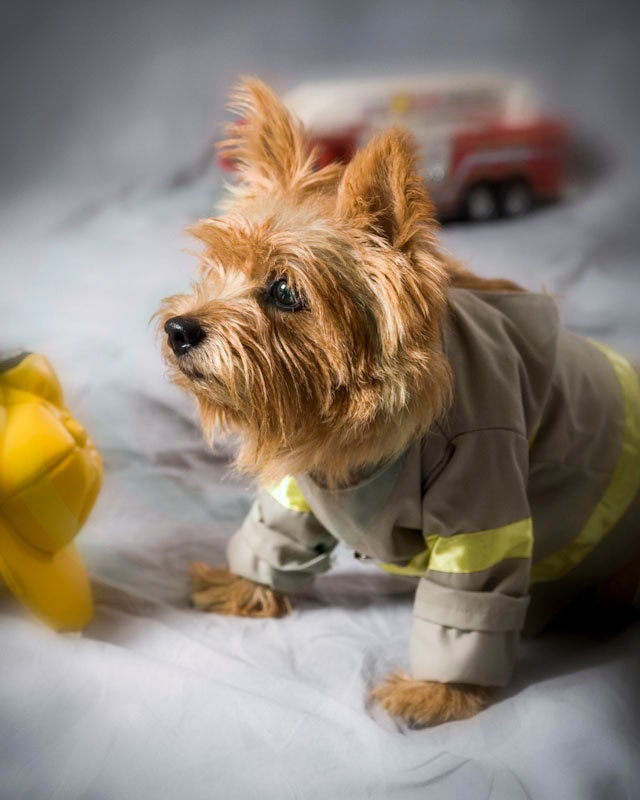 Norwich Terrier  Fireman Dog 8x10 fine art photo, pet lovers, home decor, kids room, living room, playroom,