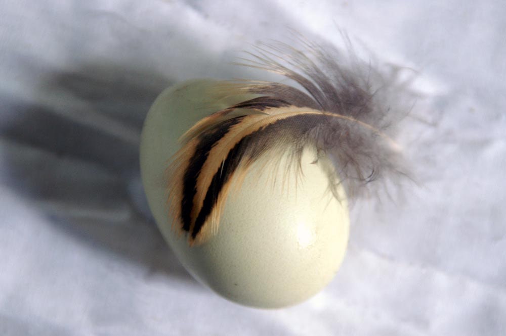 30 Cruelty Free Chicken Feathers - Free Shipping