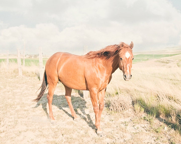 Summer Horse Photo, Pastel Photography, Light colored Art, Horse Art