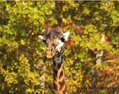 Giraffe card, photograph, Blending In, giraffe in autumn, blank card, write your own message, animal lovers card or prints available