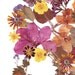Pressed Flower Skull - Print