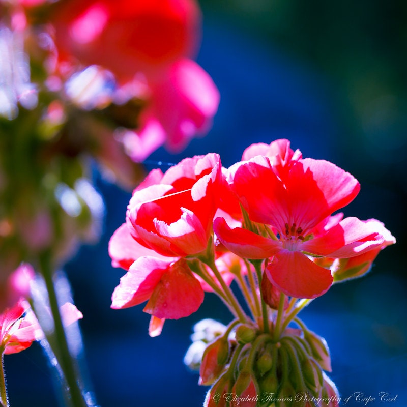 25% Off Sale, RED GERANIUM FLOWER Fine Art Photography, Garden Red Blue Pink Colors, Flower Floral Decor, Geraniums, Gift for Women, Summer