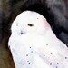 SNOWY OWL Watercolor Bird Print by Dean Crouser