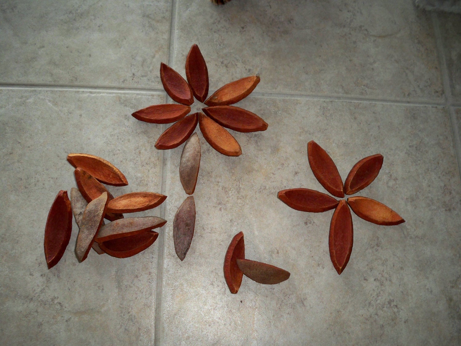 Mahogany Seed Shells 64 Petals