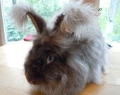 Benjamin Bunny, Angora fur from a chocolate French German cross