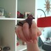 Pigeon Ring with Box Frame