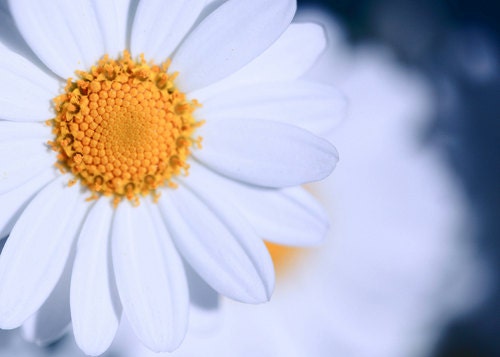 Flower Photography Macro Photograph Nature Photography Spring flower white daisy blue wall art 4x6 Fine Art Photography Print