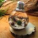 Marimo - Reclaimed Light Bulb Aquarium with Living Moss Ball