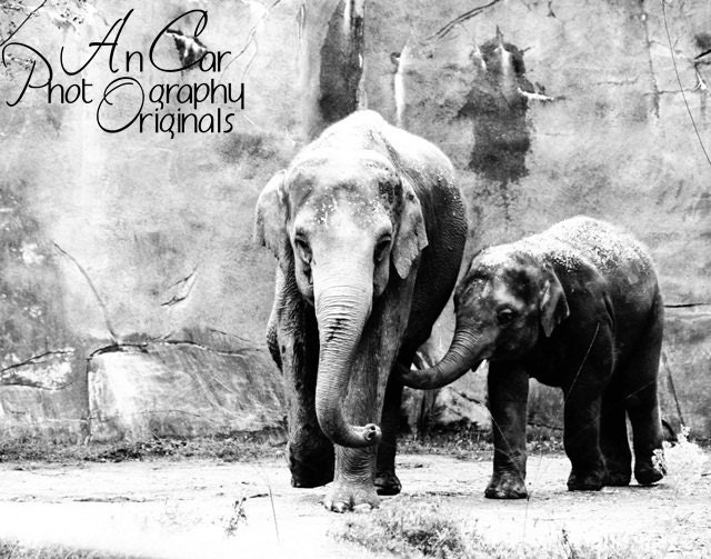 Black and White Elephant Mothers Love 11x14 Fine Art Photograph