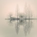 landscape photography, monochromatic, nature, fog, foggy, trees, winter, 8 x 10 print