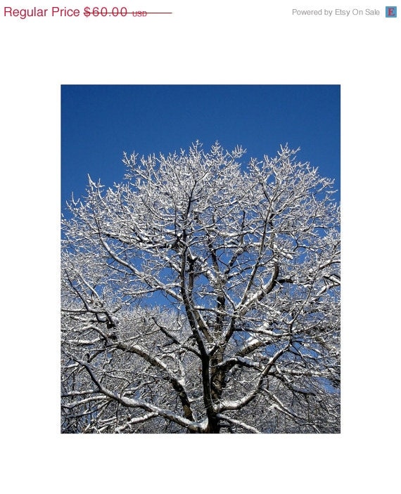 Snow Covered Maple Tree, 16 x 20, Fine Art Photograph, Clearing After The Snowstorm, The Maine View