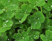 A Bit of Good Luck, Four Leaf Clover - Nature Notecard - blank inside
