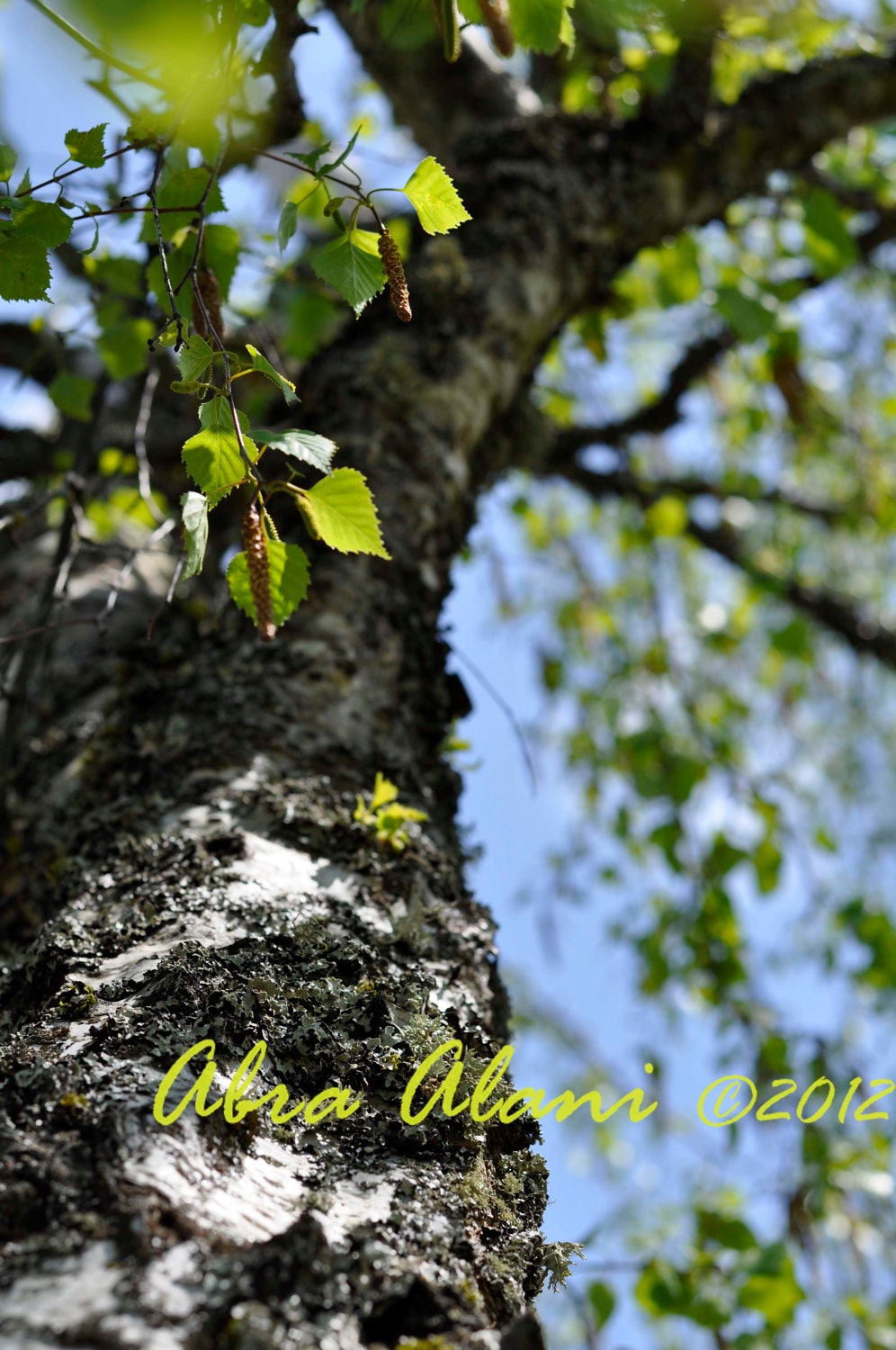 5x7 Spring Leaf, Tree, Bark, Sunlight Green, Blue, Sky Nature Photography - Fine Art Print