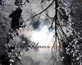 5x7 Ominous Reflection Photo Print, Dark, Creepy, Chill, Looming, Nature Photography