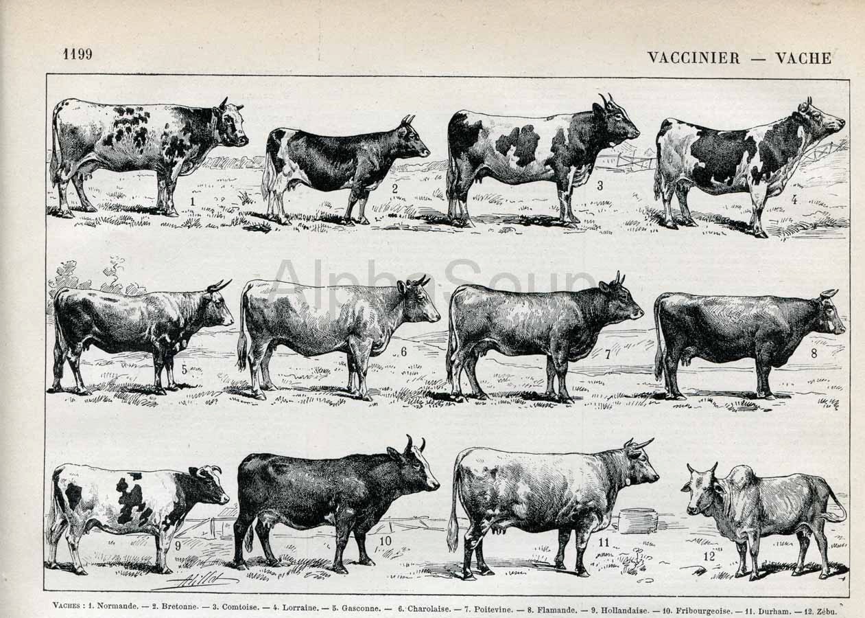 cattle breeds chart