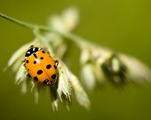ladybug animal photo -  nature photography insect color green orange nursery fine art macro print - 12x18 Print