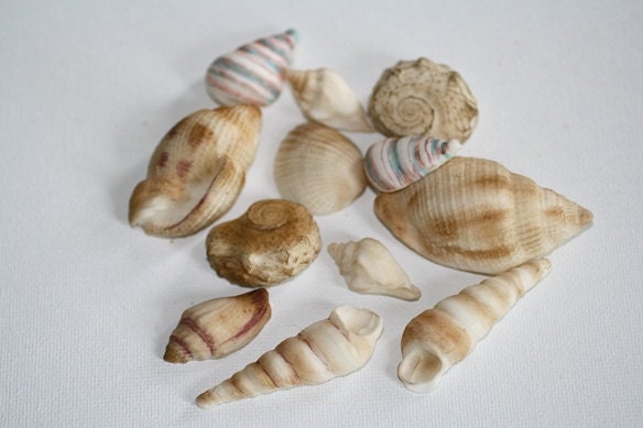 Colored Sugar Seashells- Variety for cake decorating and wedding cakes. Gumpaste edible seashells
