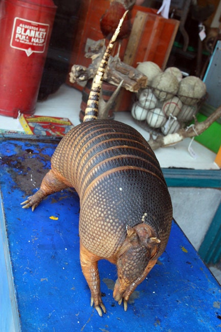 Armadillo Taxidermy