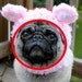 Dog Hat - Sweet Yummy Cupcake Hat/Made To Order