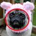 Dog Hat Little Devil / Made to Order
