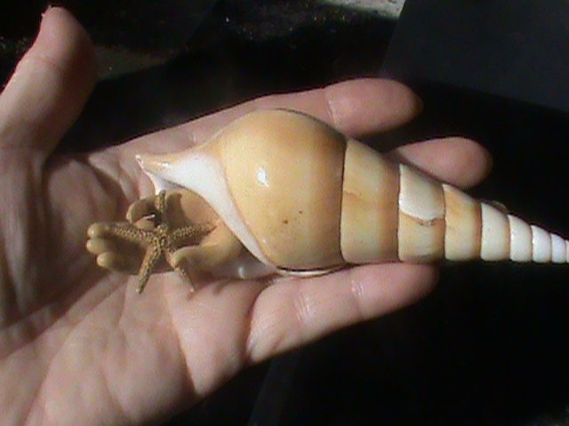 Weird little sea shell