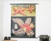 Vintage School Pull Down Chart, Red Starfish, Jung Koch Quentell
