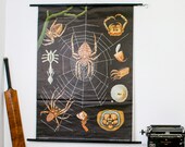Vintage School Chart,Spider German School Chart Jung Koch Quentell