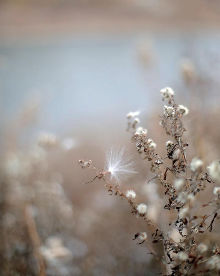 Winter By The Water - Nature, Plants, Blue, Brown, Cotton Seed, Fine Art Photography 8 x 10 Giclee Print