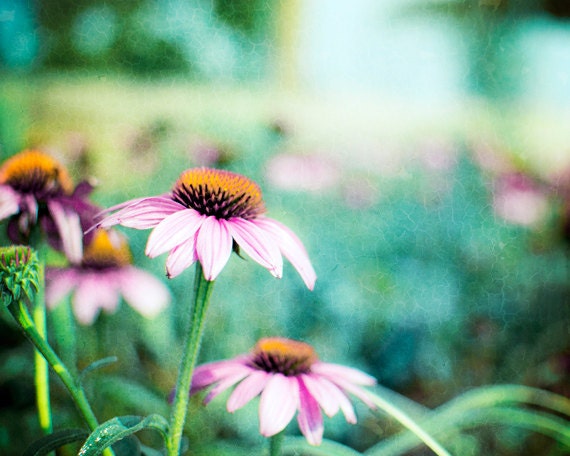 Flower Photography - teal green pink orange spring daisy nature cone wild flower turquoise wall art print - 8x10 Photograph, "Coneflowers"