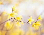 Forsythia Photography - yellow wall art flower floral spring nature photography branch pale botanical branches photo prints, 8x12 Photograph