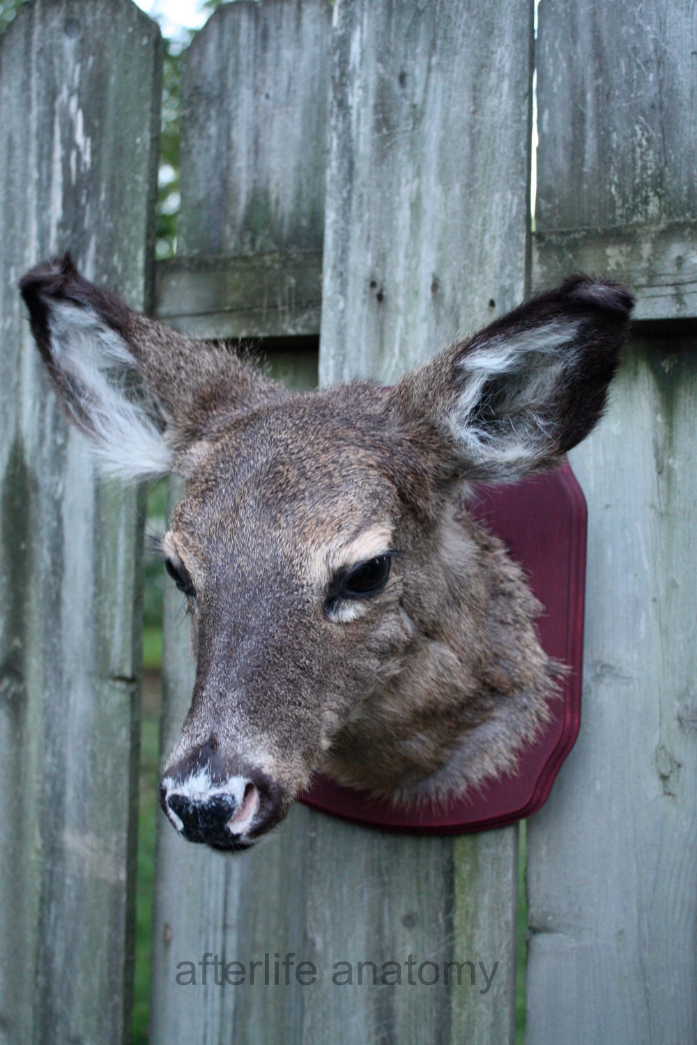 SALE 25 DOLLARS OFF - Taxidermy Doe Head Mount on panel odd curio weird macabre