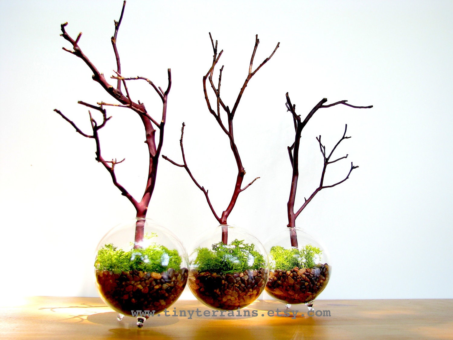 Modern Globe Manzanita Forest Moss Terrarium