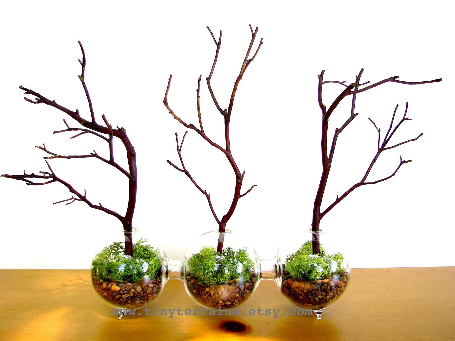 Modern Globe Manzanita Forest Moss Terrarium