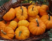Pumpkin photograph, Autumn, Fall, Nature, Harvest, Orange, Home decor, 12x8 - titled: Pumpkin Harvest